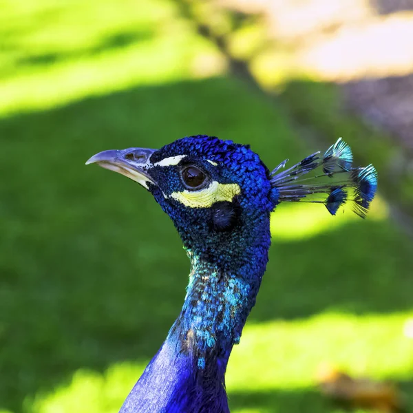 Wild Peacock Britse Park Warwick Warwickshire Verenigd Koninkrijk — Stockfoto