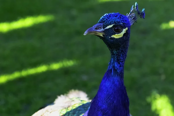 Wilder Pfau Britischen Park Warwick Warwickshire Vereinigtes Königreich — Stockfoto