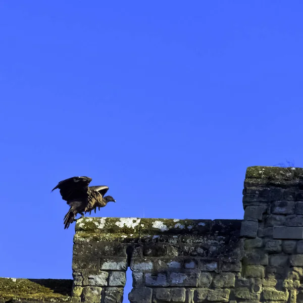 Jeune Condor Andin Vultur Gryphus Sur Mur Château — Photo