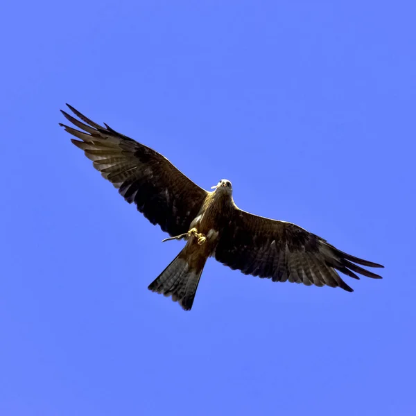 Flying Red Kite Milvus Milvus — Stock Photo, Image