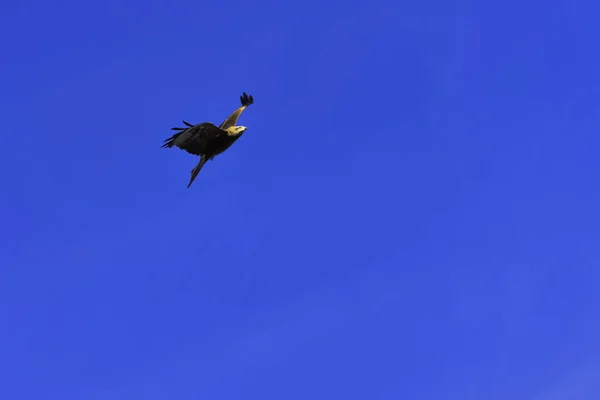 Flying Red Kite Milvus Milvus — Stock Photo, Image