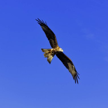 Uçan Kırmızı Uçurtma (Milvus milvus)