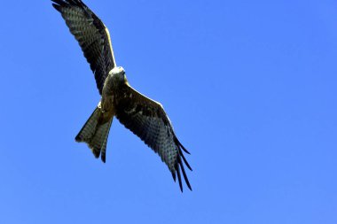 Uçan siyah çaylak (Milvus migrans) Warwick, Warwickshire, İngiltere