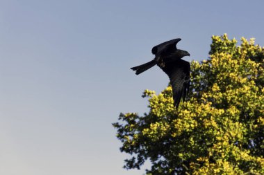 Uçan siyah çaylak (Milvus migrans) Warwick, Warwickshire, İngiltere