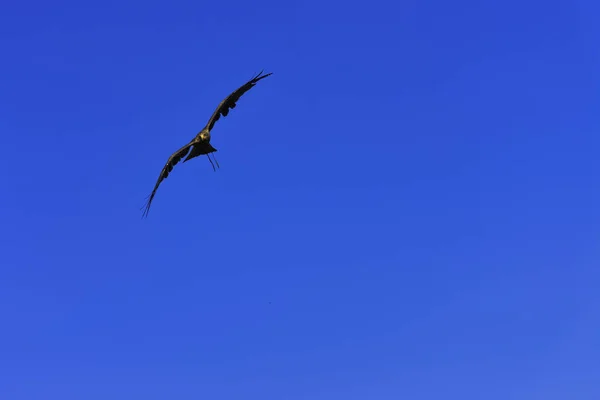 Flygende Røddrage Milvus Milvus – stockfoto