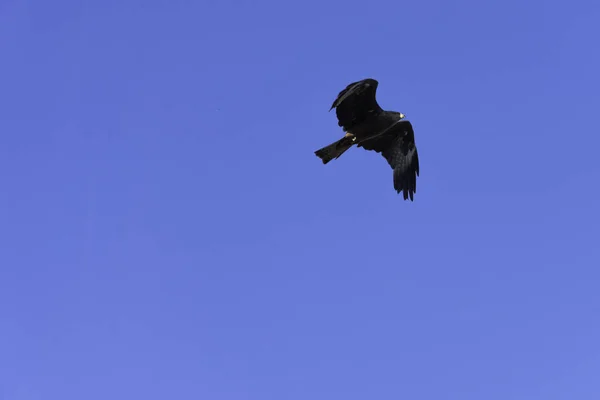 Flying Black Kite Milvus Migrans Warwick Warwickshire United Kingdom — Stock Photo, Image
