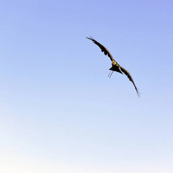 Літаючих Чорний Змій Milvus Migrans Warwick Ворікшир Сполучені Штати Америки — стокове фото