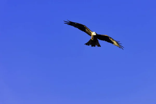 Літаючих Чорний Змій Milvus Migrans Warwick Ворікшир Сполучені Штати Америки — стокове фото