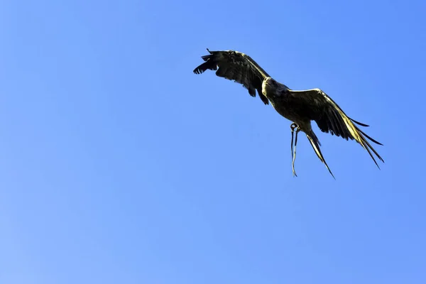 ワーウィック ウォリックシャー イギリスのトビ Milvus を飛行 — ストック写真
