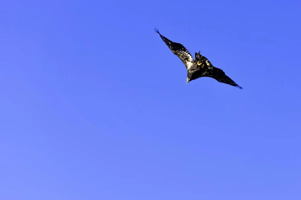 대머리 독수리 Haliaeetus Leucocephalus 독수리 독수리 독수리로도 알려져 — 스톡 사진