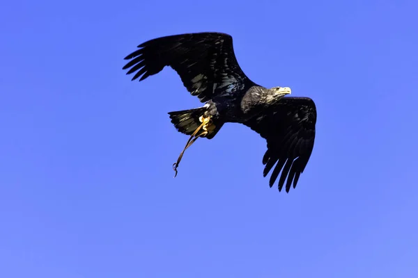 Молодий Лисий Орел Haliaeetus Leucocephalus Також Відомий Білохвостий Або Білохвостий — стокове фото