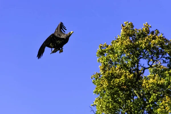 Giovane Aquila Calva Haliaeetus Leucocephalus Conosciuta Anche Come Aquila Dalla — Foto Stock