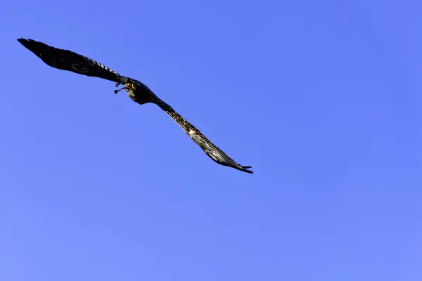 Молодий Лисий Орел Haliaeetus Leucocephalus Також Відомий Білохвостий Або Білохвостий — стокове фото