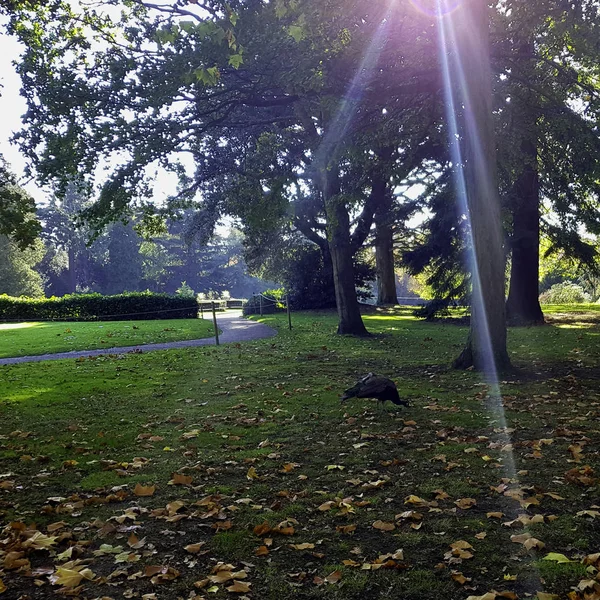 Vahşi Peacock Ngiliz Park Warwick Warwickshire Ngiltere — Stok fotoğraf