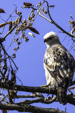 Genç değiştirilebilir şahin-kartal veya tepeli şahin-kartal (Nisaetus cirrhatus) Jim Corbett Milli Parkı, Hindistan