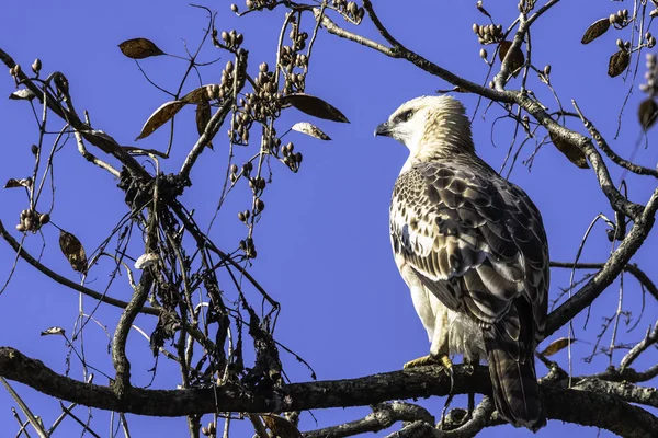 Jovem Águia Falcão Mutável Águia Falcão Crista Nisaetus Cirrhatus Parque — Fotografia de Stock