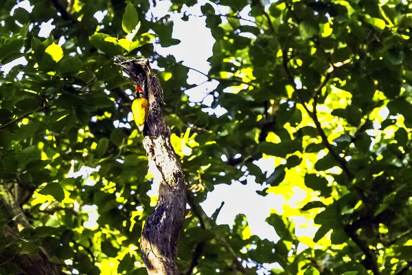 Inflamación Rabia Negra Dinopium Benghalense También Conocido Como Pájaro Carpintero —  Fotos de Stock