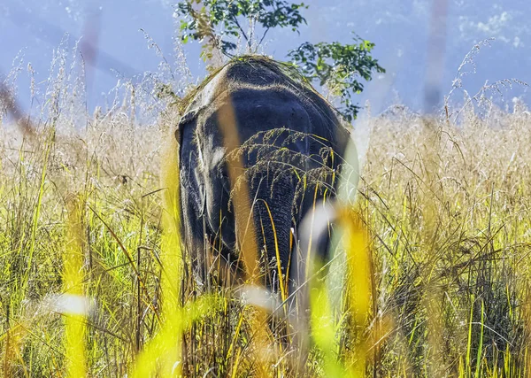 Indisk Elefant Elephas Maximus Indicus Tre Erkända Underarter Den Asiatiska — Stockfoto