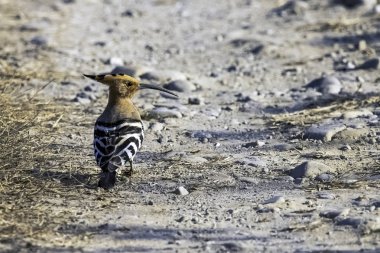 Jim Corbett Ulusal Parkı, Hindistan 'da Avrasya Hupoesi (Upupa epops)