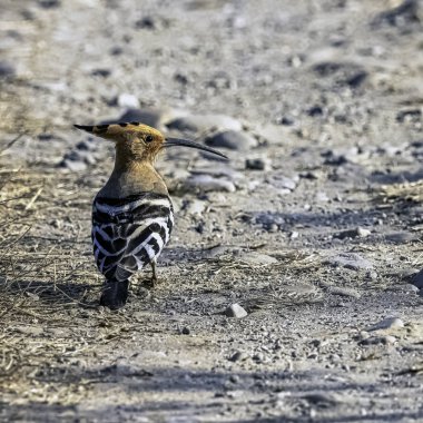 Jim Corbett Ulusal Parkı, Hindistan 'da Avrasya Hupoesi (Upupa epops)