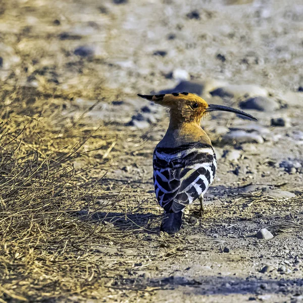 Der Eurasische Wiedehopf Upupa Epops Jim Corbett Nationalpark Indien — Stockfoto