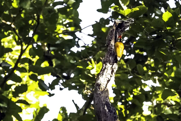 Flameback Preto Rumped Dinopium Benghalense Também Conhecido Como Pica Pau — Fotografia de Stock