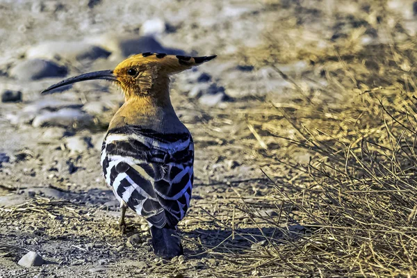 Eurasian Hoopoe Upupa Epops Jim Corbett National Park India — Stock Photo, Image