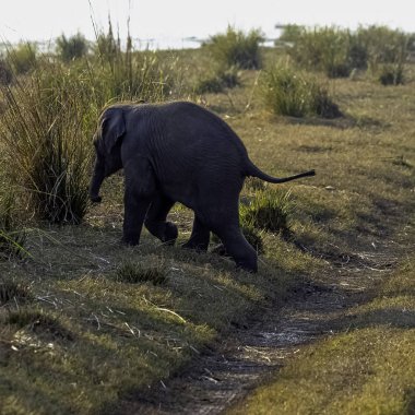 Bebeğim Hint fili (Elephas maximus indicus) - Jim Corbett Milli Parkı, Hindistan