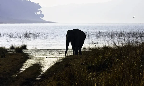 stock image Dusk over Ramganga Reservoir with wild Indian elephant (Elephas maximus indicus) in Jim Corbett National Park, India