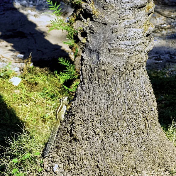 Esquilo Palma Indiano Esquilo Palma Com Três Riscas Funambulus Palmarum — Fotografia de Stock