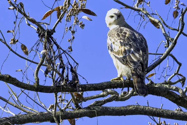 Jovem Águia Falcão Mutável Águia Falcão Crista Nisaetus Cirrhatus Parque — Fotografia de Stock