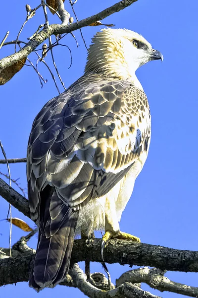 Giovane Aquila Falco Mutevole Aquila Falco Crestata Nisaetus Cirrhatus Nel — Foto Stock