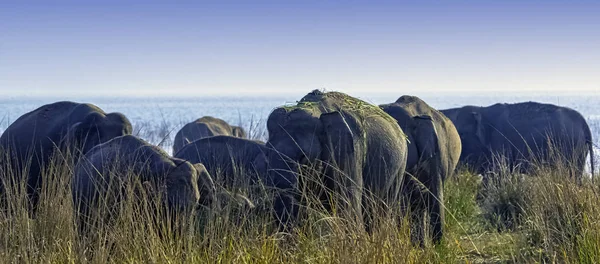 Elefantes Indios Elephas Maximus Indicus Con Reservorio Ramganga Segundo Plano — Foto de Stock