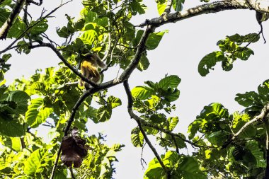 Ormanda Rhesus makaque maymunu (Macaca mulatta) Jim Corbett Ulusal Parkı, Hindistan