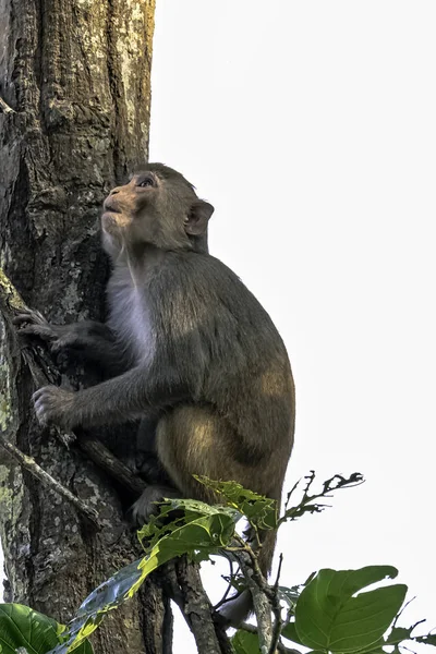 在丛林里的恒河猴 Macaca Mulatta 科贝特国家公园 — 图库照片