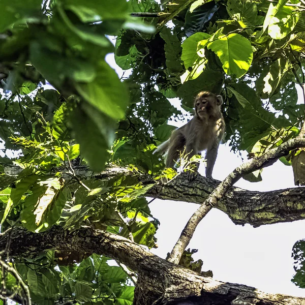 Rhesus Macaque Monkey Macaca Mulatta Jungle Jim Corbett National Park — Stock Photo, Image