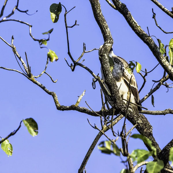 Jovem Águia Falcão Mutável Águia Falcão Crista Nisaetus Cirrhatus Parque — Fotografia de Stock