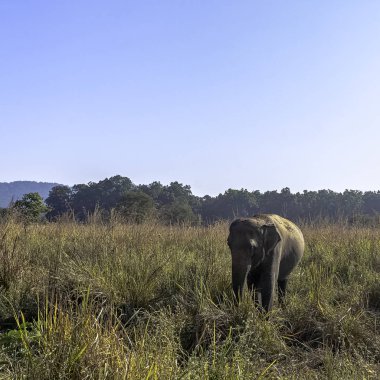 Hint fili (Elephas maximus indicus) Asya fili ve yerli anakara Asya - Jim Corbett Milli Parkı, Hindistan için tanınan üç alt türü biridir