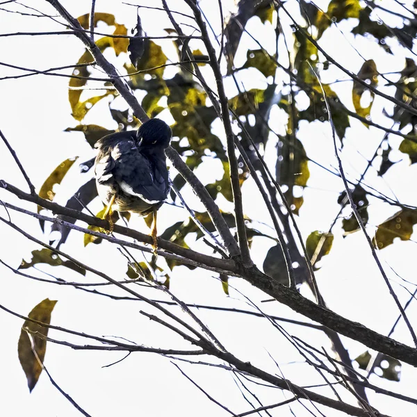 Magpie Azul Bico Amarelo Magpie Bico Dourado Urocissa Flavirostris Parque — Fotografia de Stock