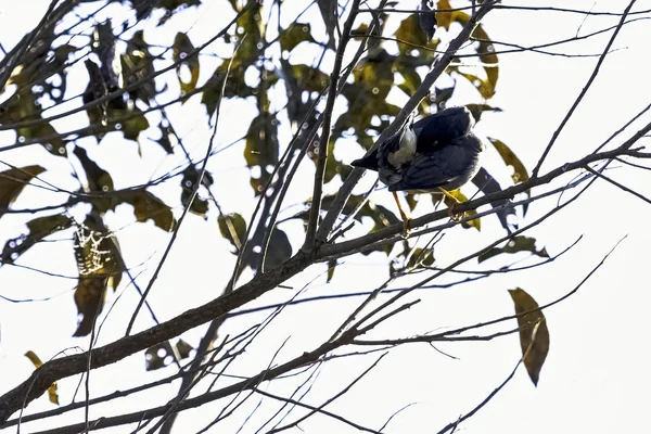 印度吉姆 科尔贝特国家公园的黄嘴蓝喜雀或金嘴喜雀 Urocissa Flavirostris — 图库照片