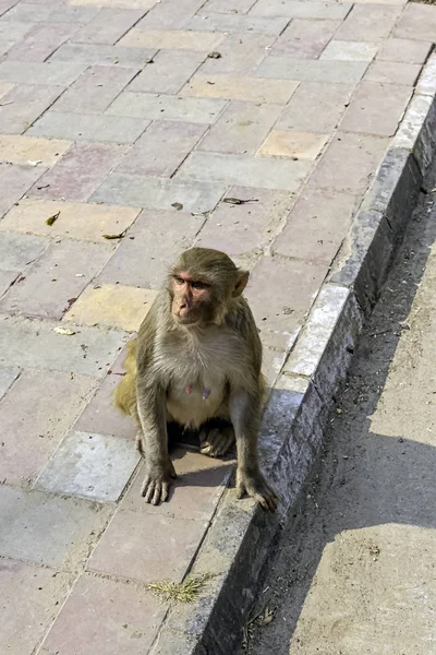 Streat New Delhi Wild Monkeys New Delhi India — Stock Photo, Image