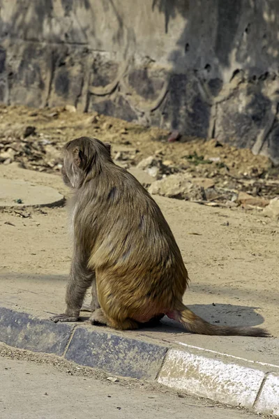 Streat New Delhi Wild Monkeys New Delhi India — Stock Photo, Image