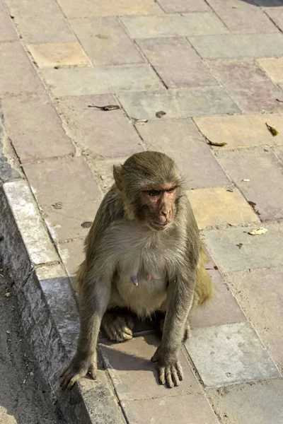 Streat New Delhi Wild Monkeys New Delhi India — Stock Photo, Image