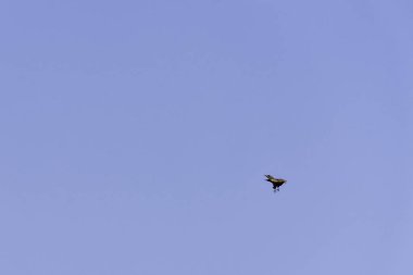 Kartal (Clanga hastata) mavi gökyüzü üzerinde Jim Corbett Milli Parkı, Hindistan tespit Hint