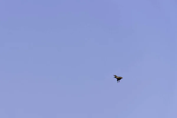印度斑点鹰 Clanga Hasta 在蓝天上在吉姆 科尔贝特国家公园上空 — 图库照片