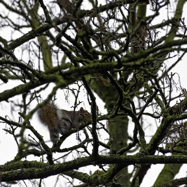Östliches Grauhörnchen Sciurus Carolinensis Auf Dem Baum London Vereinigtes Königreich — Stockfoto