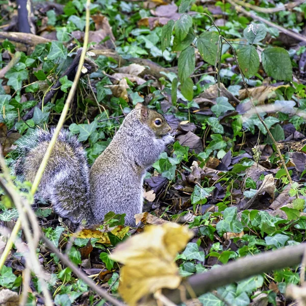 Östliches Grauhörnchen Sciurus Carolinensis Auf Dem Gras London Vereinigtes Königreich — Stockfoto