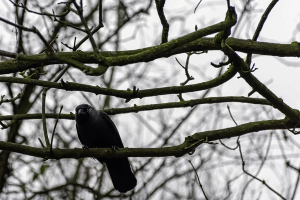 Corvo Correio Corvus Corone Parque Britânico Londres Reino Unido — Fotografia de Stock