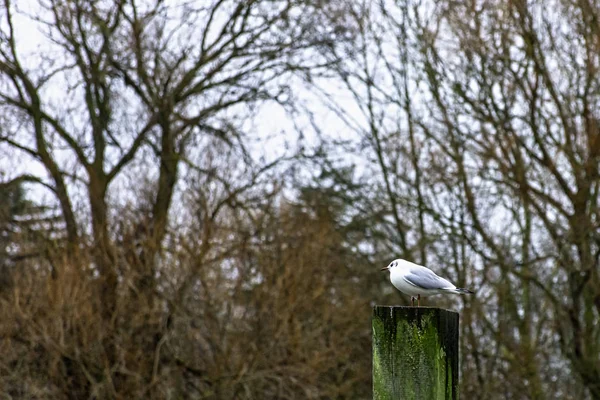 Mewa Pospolita Larus Canus Brytyjski Park Londyn London Wielka Brytania — Zdjęcie stockowe