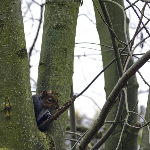 Eastern Gray Squirrel Sciurus Carolinensis Hidden Tree London United Kingdom — Stock Photo, Image